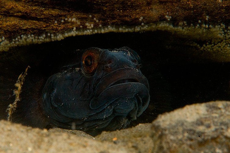 Gobius niger 2